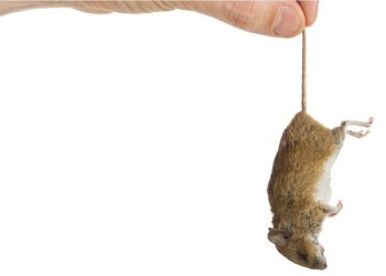 Dịch vụ diệt chuột