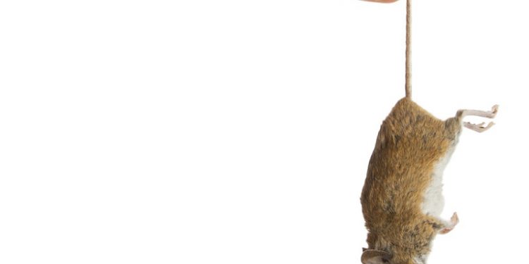 Dịch vụ diệt chuột